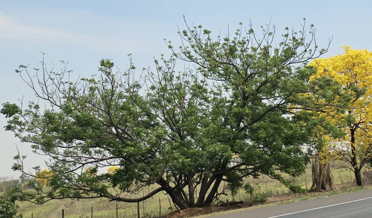 Arvore Santa Barbara Amargoseira Lilas Da China 01 768x450