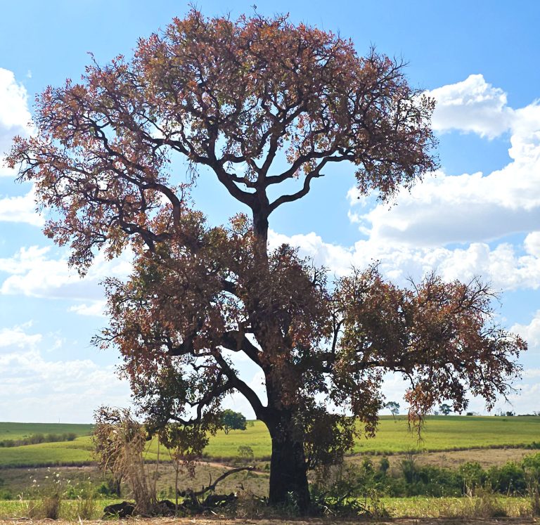 Arvore Sem Nome 002b 768x747