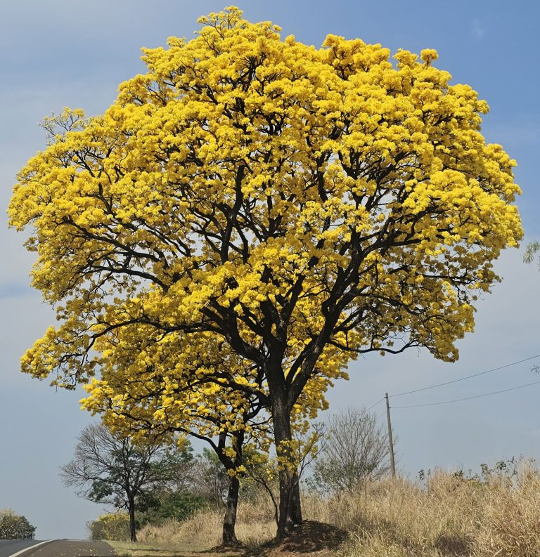 Ipe Amarelo 04 768x793